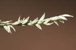 Beaked panicgrass